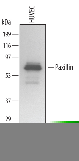 Human Paxillin Antibody