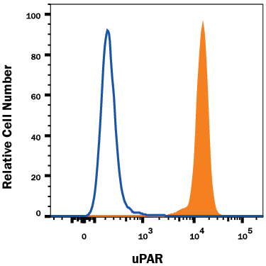 Human uPAR Antibody