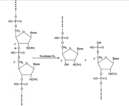 N128634 核酸酶S1 来源于米曲霉 ,≥100,000-500,000 units/ml