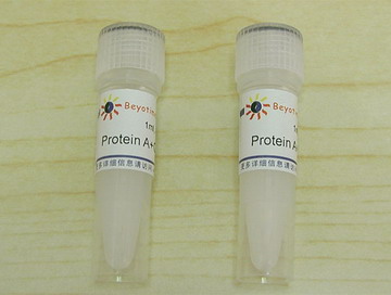 Protein A+G Agarose (Fast Flow, 进口分装)