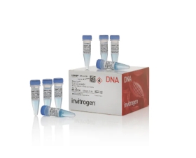 Zeocin™ 筛选试剂