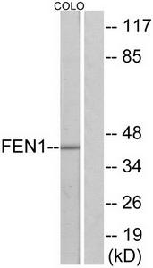 FEN1 Rabbit Polyclonal Antibody