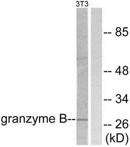 Granzyme B (GZMB) Rabbit Polyclonal Antibody