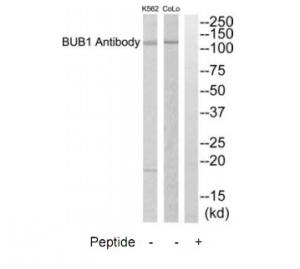 TA312146 BUB1 Rabbit Polyclonal Antibody