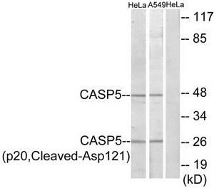 TA312148 Caspase 5 (CASP5) Rabbit Polyclonal Antibody