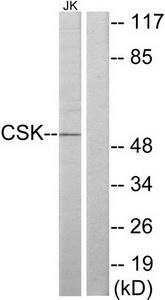 TA312151 CSK Rabbit Polyclonal Antibody