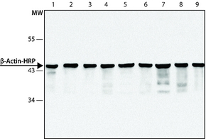 Monoclonal Anti-β-Actin−Peroxidase antibody produced in mouse