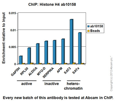 Anti-Histone H4 antibody - ChIP Grade (ab10158)