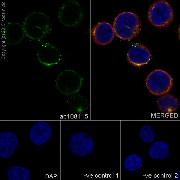 Anti-CD47 antibody [EPR4150(2)] (ab108415)