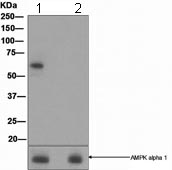 Anti-AMPK alpha 2 (phospho S491) antibody [EPR3052] (ab109402)