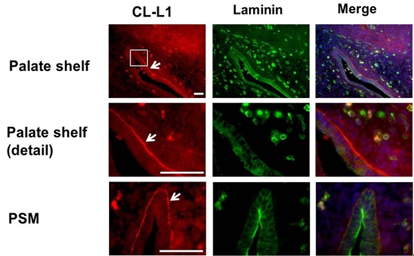 Anti-Laminin antibody (ab11575)
