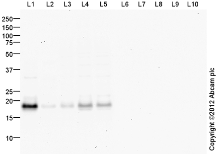 Anti-Claudin 3 antibody (ab116165)