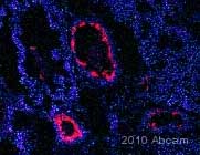 Anti-Von Willebrand Factor antibody (ab11713)