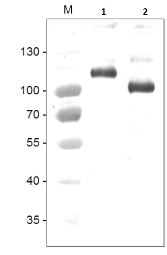Anti-VEGF Receptor 2 antibody (ab11939)