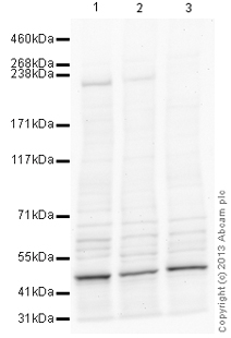 Anti-Tet2 antibody (ab124297)