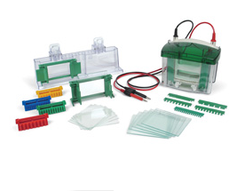 伯乐小型垂直电泳槽