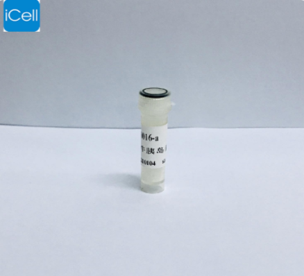 牛胰岛素 iCell-0016-a