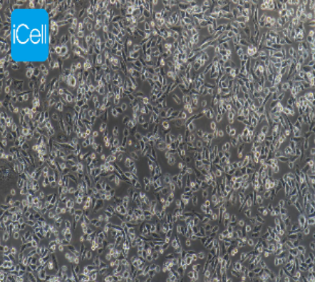 CHO 仓鼠卵巢细胞 iCell-c003