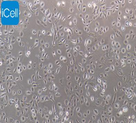 HK-2 人肾皮质近曲小管上皮细胞 iCell-h096