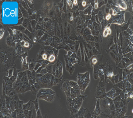 Ishikawa 人子宫内膜癌细胞 iCell-h113