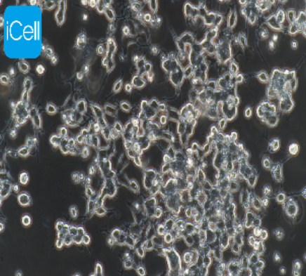 neuro-2a（N2A）小鼠脑神经瘤细胞 iCell-m040