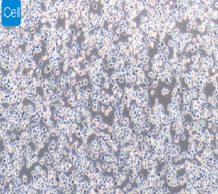 RAW 264.7 小鼠单核巨噬细胞白血病细胞 iCell-m047