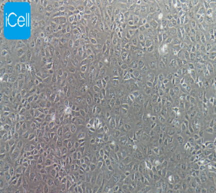NRK-52E 大鼠肾细胞 iCell-r022
