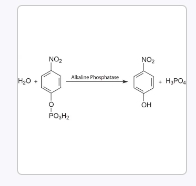 用于ELISA的碱性磷酸酶黄色（pNPP）液体底物系统 （P7998）