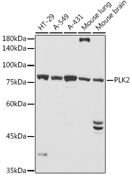 elF2 alpha (EIF2S1) Rabbit Polyclonal Antibody